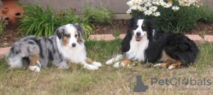 Foto №2 zu Ankündigung № 64983 zu verkaufen australian shepherd - einkaufen Finnland züchter