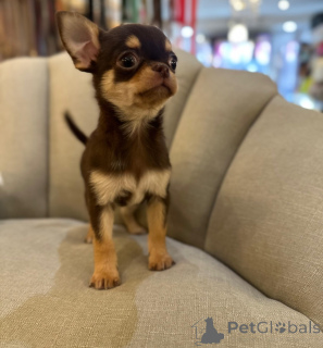 Foto №4. Ich werde verkaufen chihuahua in der Stadt GeraTrett. züchter - preis - verhandelt