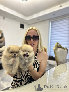 Foto №3. Welpen pommerianische Spike. Serbien