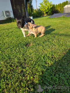 Foto №1. französische bulldogge - zum Verkauf in der Stadt Lubin | 1350€ | Ankündigung № 118011