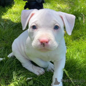 Foto №4. Ich werde verkaufen american pit bull terrier in der Stadt Helsinki.  - preis - verhandelt