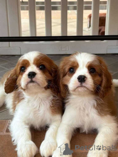 Foto №2 zu Ankündigung № 166434 zu verkaufen cavalier king charles spaniel - einkaufen Großbritannien quotient 	ankündigung