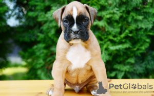 Foto №3. wunderschöne Boxerwelpen zur Adoption. Deutschland