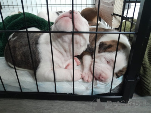Foto №2 zu Ankündigung № 135168 zu verkaufen american bulldog - einkaufen Deutschland quotient 	ankündigung