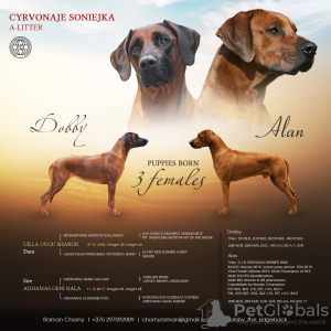 Zusätzliche Fotos: Rhodesian Ridgeback-Welpen