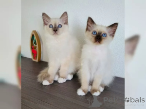 Foto №1. birma-katze - zum Verkauf in der Stadt Prag | 250€ | Ankündigung № 155941