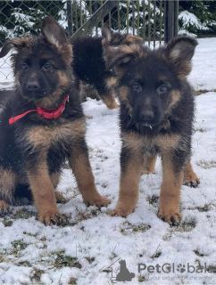 Foto №1. deutscher schäferhund - zum Verkauf in der Stadt Olecko | 1500€ | Ankündigung № 35335