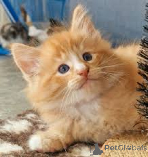 Foto №1. norwegische waldkatze - zum Verkauf in der Stadt Helsinki | 580€ | Ankündigung № 166323