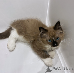 Foto №2 zu Ankündigung № 176448 zu verkaufen ragdoll-katze - einkaufen Niederlande züchter