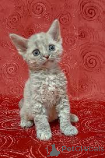 Foto №3. Entzückende Chatons Devon Rex stehen zur Adoption zur Verfügung.. Finnland