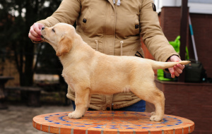 Foto №2 zu Ankündigung № 5771 zu verkaufen labrador retriever - einkaufen Ukraine quotient 	ankündigung