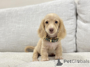 Foto №3. Charmante Mini-Dackel, perfekte Begleiter für jedes Zuhause. Deutschland