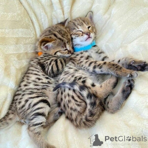 Foto №1. bengal katzenrasse - zum Verkauf in der Stadt Göttingen | verhandelt | Ankündigung № 140725