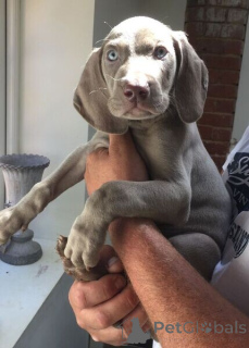Foto №1. weimaraner - zum Verkauf in der Stadt Hatte | verhandelt | Ankündigung № 170520