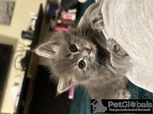 Foto №2 zu Ankündigung № 134078 zu verkaufen hauskatze - einkaufen USA quotient 	ankündigung