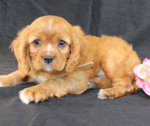 Foto №1. cavalier king charles spaniel - zum Verkauf in der Stadt Aqua | 480€ | Ankündigung № 172223