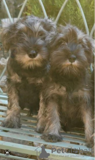 Foto №3. Zwergschnauzer schwarz und pfeffer-salz. Serbien