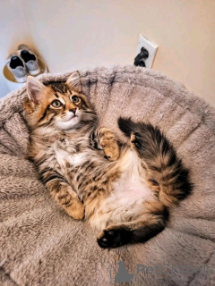 Foto №1. maine-coon-katze - zum Verkauf in der Stadt München | 600€ | Ankündigung № 150763