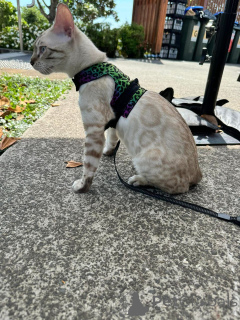 Foto №3. Verspielte bengalische Kätzchen mit glänzenden Mänteln. Schweiz