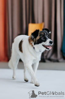 Foto №4. Ich werde verkaufen mischlingshund in der Stadt Москва. aus dem tierheim - preis - Frei