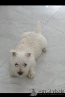 Foto №2 zu Ankündigung № 109990 zu verkaufen west highland white terrier - einkaufen Serbien züchter