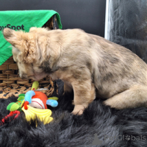 Foto №2 zu Ankündigung № 166536 zu verkaufen französische bulldogge - einkaufen Deutschland züchter