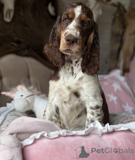 Foto №3. weibliche Hund Springer Spaniel Englisch. Polen