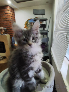 Foto №1. maine-coon-katze - zum Verkauf in der Stadt Aarbergen | Frei | Ankündigung № 145306