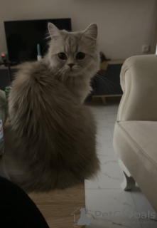 Foto №2 zu Ankündigung № 146201 zu verkaufen perserkatze - einkaufen Georgien züchter