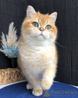 Foto №3. Britisches Kätzchen. Ukraine