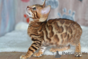 Zusätzliche Fotos: Wunderschöne Bengal Kitten abzugeben!