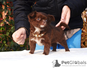Foto №3. Chihuahua-Mädchenschokolade.. Russische Föderation