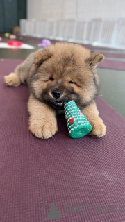 Foto №3. Winters wunderschöne Chowski-Welpen. USA