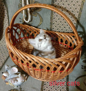 Foto №3. Schottische Süße. Ukraine