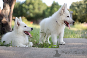 Zusätzliche Fotos: Weiße Schweizer Schäferhundwelpen zu verkaufen