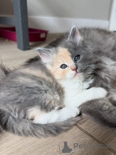 Foto №1. sibirische katze - zum Verkauf in der Stadt Berlin | verhandelt | Ankündigung № 154914