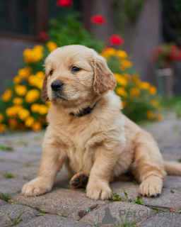 Foto №2 zu Ankündigung № 70333 zu verkaufen golden retriever - einkaufen Polen züchter