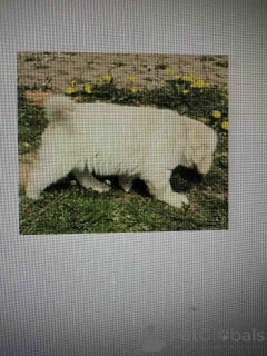 Foto №4. Ich werde verkaufen golden retriever in der Stadt Belgrad.  - preis - verhandelt