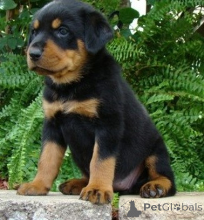 Foto №1. rottweiler - zum Verkauf in der Stadt Galaali | verhandelt | Ankündigung № 170513