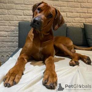 Foto №4. Ich werde verkaufen rhodesian ridgeback in der Stadt Krakau. züchter - preis - 2500€