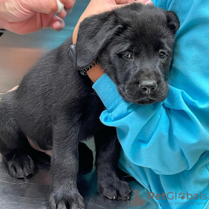 Foto №4. Ich werde verkaufen labrador retriever in der Stadt Los Angeles. züchter - preis - 946€