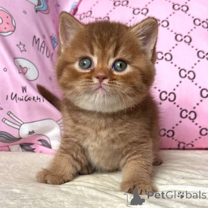 Foto №1. britisch kurzhaar - zum Verkauf in der Stadt Augustusburg | verhandelt | Ankündigung № 160391