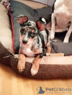 Foto №2 zu Ankündigung № 130140 zu verkaufen chow-chow - einkaufen Deutschland quotient 	ankündigung