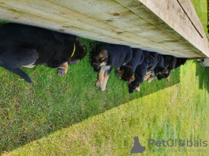 Foto №2 zu Ankündigung № 36509 zu verkaufen deutscher schäferhund - einkaufen Russische Föderation quotient 	ankündigung