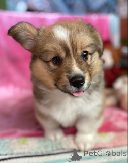 Foto №3. Männliche und weibliche Pembroke Welsh Corgi Welpen. Malaysia