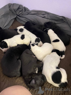 Foto №2 zu Ankündigung № 134782 zu verkaufen american pit bull terrier - einkaufen Kirgisistan quotient 	ankündigung