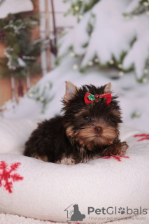 Foto №3. Yorkshire-Terrier-Welpen. Norwegen