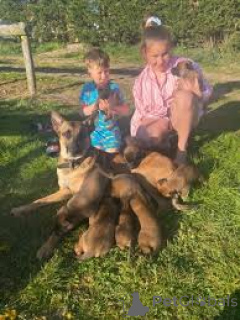 Foto №3. Chiots Malinois Belges zu verkaufen. Belgien