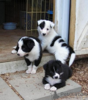 Foto №1. border collie - zum Verkauf in der Stadt Wuppertal | 150€ | Ankündigung № 129408