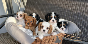 Foto №1. cavalier king charles spaniel - zum Verkauf in der Stadt Aarhus | verhandelt | Ankündigung № 175121